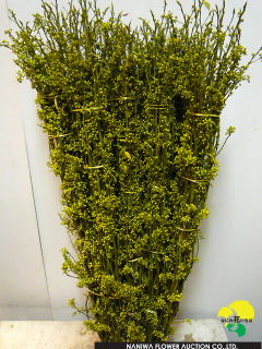 Lindera citriodora Aomoji(bunch).jpg